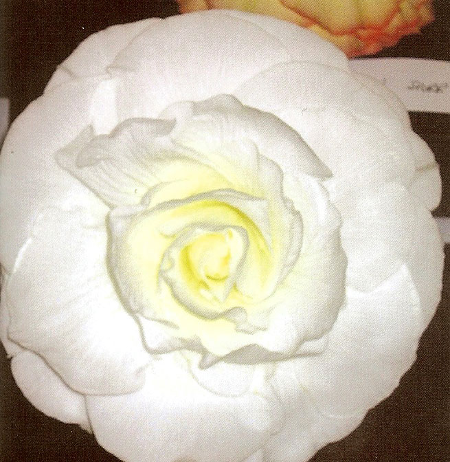 B. ‘Bernart Klein’